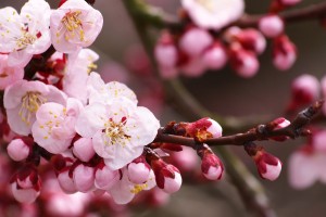 【黑龙江新增本土确诊病例29例,黑龙江新增本土确诊病例29例是哪里的】