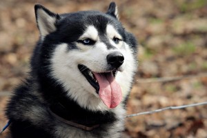 陕西新增3例本土确诊病例详情公布/陕西新增1例本土确诊病例轨迹