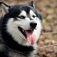 陕西新增3例本土确诊病例详情公布/陕西新增1例本土确诊病例轨迹