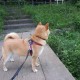 31省新增本土21例/31省新增本土61例p