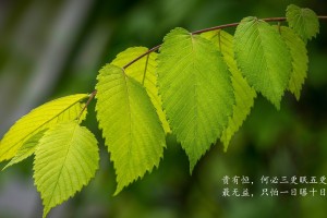 【31日河北疫情速报,河北31日新增病例】