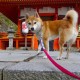 【云南新增2例本土确诊病例,云南新增两例本土病例】