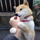北京境外输入病例(北京境外输入病例轨迹查询)