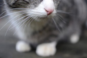 【廊坊市疫情,廊坊市疫情防控政策】
