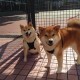 【31省份新增15例确诊均为境外输入,31省区市新增14例确诊均为境外输入】