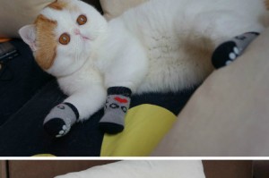 成都新增1例确诊/成都新增一例病例