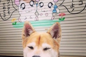 上海死亡病例/上海昨日死亡新闻