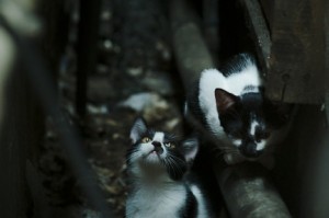 辽宁丹东新增3例本土无症状/辽宁丹东新增新型肺炎